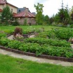Neat beds with brick borders in the garden plot