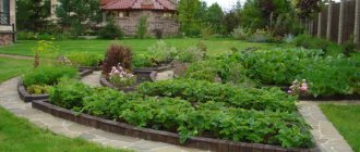Neat beds with brick borders in the garden plot
