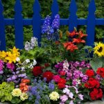 Flowers for a flower bed: photos with names (catalog)