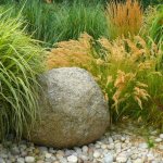Декоративная трава - применение в ландшафтном дизайне