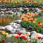 Разноцветные тюльпаны на берегу искусственного водоема