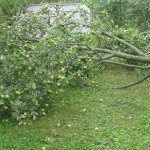 Broken apple tree